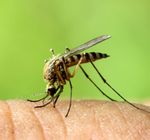 Dengue, Chikungunya et Zika - Eurofins