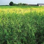 2021POIS - GUIDE DE CULTURE - L'institut technique de référence des professionnels de la filière des huiles et protéines végétales et de la ...