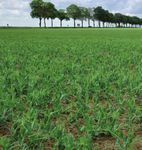 2021POIS - GUIDE DE CULTURE - L'institut technique de référence des professionnels de la filière des huiles et protéines végétales et de la ...