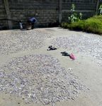 &Eacute;VALUATION DES PERTES - APR&Egrave;S CAPTURE DANS LES P&Ecirc;CHERIES MARITIMES ARTISANALES DU TOGO