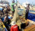 &Eacute;VALUATION DES PERTES - APR&Egrave;S CAPTURE DANS LES P&Ecirc;CHERIES MARITIMES ARTISANALES DU TOGO