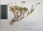 Gypsophila struthium L. nouvelle espèce pour la flore du Maroc