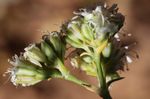 Gypsophila struthium L. nouvelle espèce pour la flore du Maroc
