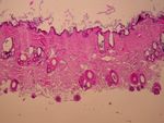 THESE - ECOLE NATIONALE VETERINAIRE DE LYON - VetAgro Sup