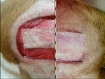 THESE - ECOLE NATIONALE VETERINAIRE DE LYON - VetAgro Sup