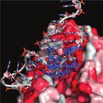 L'actualité chimique - CHÉMOBIOLOGIE