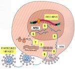 Sujet 44 Infections sexuellement transmissibles