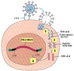 Sujet 44 Infections sexuellement transmissibles