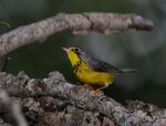 Programme de r&eacute;tablissement de la Paruline du Canada (Cardellina canadensis) au Canada Paruline du Canada - Loi sur les esp&egrave;ces en p&eacute;ril - Species ...