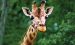 2021 SORTIES SCOLAIRES CENTRES DE LOISIRS CLASSES DECOUVERTES - Parc Animalier d'Auvergne