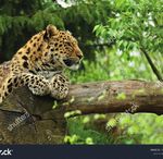 2021 SORTIES SCOLAIRES CENTRES DE LOISIRS CLASSES DECOUVERTES - Parc Animalier d'Auvergne