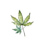 Cannabis médical: or vert ou arnaque fumeuse? - STCM