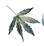 Cannabis médical: or vert ou arnaque fumeuse? - STCM