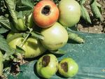 Pourriture apicale du poivron et de la tomate de champ - Agri ...