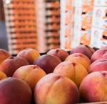 COOP - L'ERP d&eacute;di&eacute; aux coop&eacute;ratives agricoles - TVH Consulting