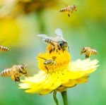 GUIDE DES BONNES PRATIQUES PHYTOSANITAIRES - G&eacute;rer au mieux l'utilisation de produits phytosanitaires
