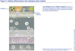 Figure 2 : Cellules inflammatoires clés impliquées dans l'asthme