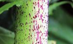 La berce du Caucase - Heracleum mantegazzianum - les plantes invasives - Ploemeur