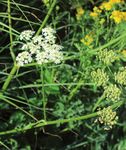 La berce du Caucase - Heracleum mantegazzianum - les plantes invasives - Ploemeur