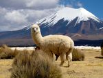 CSSS ABITIBI 2020 Trek en Bolivie et Huayna Potosi. Voyage en Bolivie entre Sucre et le salar d'Uyuni - Fondation Docteur-Jacques ...