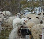 Plan national d'actions 2018 - 2023 sur le loup et les activités d'élevage Comité Comité Grands Prédateurs Doubs 27 avril 2018 - Doubs Gouv