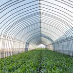 Semences potagères biologiques et non traitées - Gamme pour professionnels - Rijk Zwaan