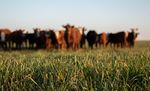 Hausser la barre de l'élevage bovin - Canadian Cattlemen's ...