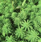 Liste des plantes vasculaires invasives des Pays de la Loire - Conservatoire botanique national de Brest