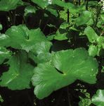 Liste des plantes vasculaires invasives des Pays de la Loire - Conservatoire botanique national de Brest