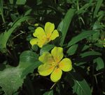 Liste des plantes vasculaires invasives des Pays de la Loire - Conservatoire botanique national de Brest