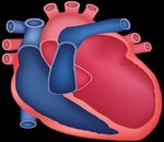 Insuffisance cardiaque à fraction d'éjection réduite: sacubitril-valsartan (Entrestomd) ou dapagliflozine (Forxigamd) ? - Coeur Poumons