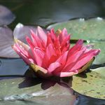 L'eau, une ressource pour la vie - Comment la directive-cadre sur l'eau contribue &agrave; prot&eacute;ger les ressources de l'Europe