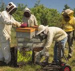 CAHIER 2017-2021 TECHNIQUE - Innovation sanitaire pour la durabilit&eacute; des exploitations apicoles - ADA Occitanie