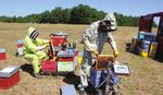 CAHIER 2017-2021 TECHNIQUE - Innovation sanitaire pour la durabilit&eacute; des exploitations apicoles - ADA Occitanie