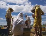 CAHIER 2017-2021 TECHNIQUE - Innovation sanitaire pour la durabilit&eacute; des exploitations apicoles - ADA Occitanie