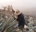 VOLCAN DE MI TIERRA LEADER MONDIAL DES VINS ET SPIRITUEUX DE LUXE, MOËT HENNESSY ANNONCE LE LANCEMENT EN EUROPE DE SA TEQUILA - Barmag