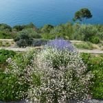 Mediterranean Gardening France