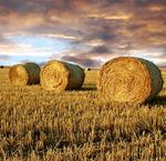 Risques et s&eacute;curit&eacute; sanitaires des aliments - Acad&Eacute;mie nationale