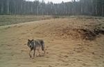 Les moeurs " étranges " des loups biélorusses - Ferus