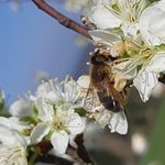 FORMATIONS à l' ARBORICULTURE FRUITIÈRE 2023 - VERGERS VIVANTS