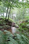 FORÊT D'AMBOISE AU CŒUR DU VAL DE LOIRE