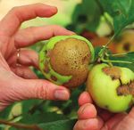 Santé des plantes - FORMATION RECHERCHE INNOVATION - INRA