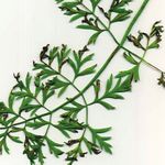 Santé des plantes - FORMATION RECHERCHE INNOVATION - INRA