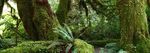 LA BIODIVERSIT&Eacute; FORESTI&Egrave;RE - LE TR&Eacute;SOR VIVANT DE LA PLAN&Egrave;TE - E DE LADIVERSIT&Eacute;BIOLO - CONVENTION BIOLOGICAL DIVERSITY
