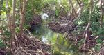 LA BIODIVERSIT&Eacute; FORESTI&Egrave;RE - LE TR&Eacute;SOR VIVANT DE LA PLAN&Egrave;TE - E DE LADIVERSIT&Eacute;BIOLO - CONVENTION BIOLOGICAL DIVERSITY