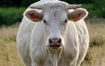 A tous ceux qui aiment notre coin de Bourgogne - AG NPSM-d ...