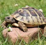 Tortue d'Hermann Paisible et &eacute;l&eacute;gante, FONDATION BRIGITTE BARDOT
