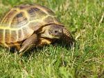Tortue d'Hermann Paisible et &eacute;l&eacute;gante, FONDATION BRIGITTE BARDOT