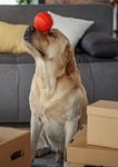 Produits Accessoires Services - CATALOGUE 2020 pour vos animaux domestiques
