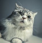 Produits Accessoires Services - CATALOGUE 2020 pour vos animaux domestiques